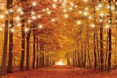 Autumn Forest Background